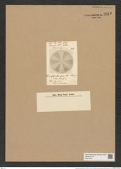 Actinoptychus gracilis Schum. (de-Toni-Nr.: Genus 227, Species 5573) Zeichnungen Sammlung Grunow Nr. 9613 (NHMW-BOT-W0379432)